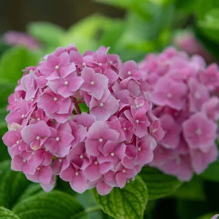 Sanja - Two Bedroom With Terrace And Sea View Apartmán