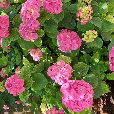 Apartmán Sanja - Two Bedroom With Terrace And Sea View *