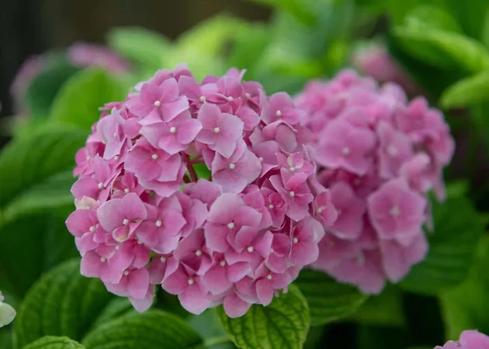 Sanja - Two Bedroom With Terrace And Sea View Apartment